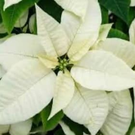 White Poinsettia 6.5" item