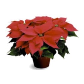 Red Poinsettia (Small) item