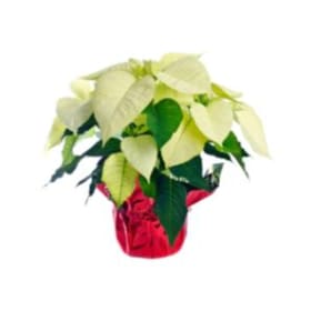 White Poinsettia (Small) item