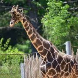 Zoo-perb Adventure item