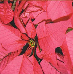Poinsettia Pink 6" item