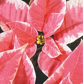 Poinsettia Marble 6" item