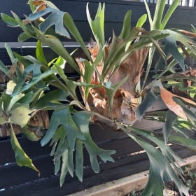 Go Wild with a Staghorn item