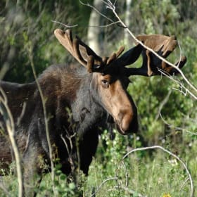 The Majestic Moose photograph item
