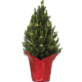 Dwarf Alberta Spruce (Local Delivery) item