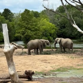 All About Wildlife item