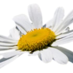 Berkshire Medium item