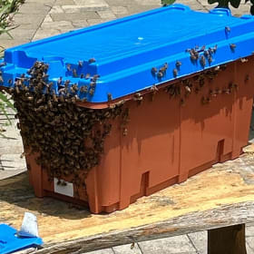 Bee Hive Starter Pack item