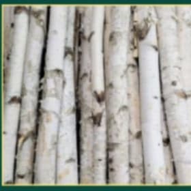 🌳 Birch Pole – 3ft Length, 2" Width 🌳 item