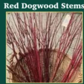 🌺 Red Dogwood – Bundle of 10 Stems 🌺 item