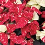 Poinsettia - Jingle Bells 7.5" item