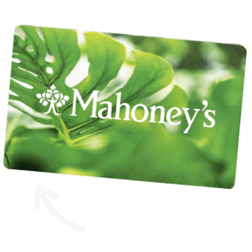$50 Mahoney's Gift Card item