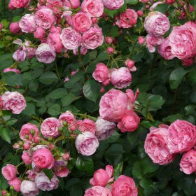 A Cut Above with Beverly Rivers item