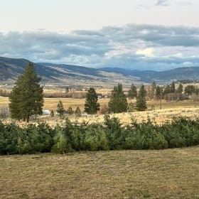 Fresh-Cut Canadian Balsam Pine Christmas Trees item