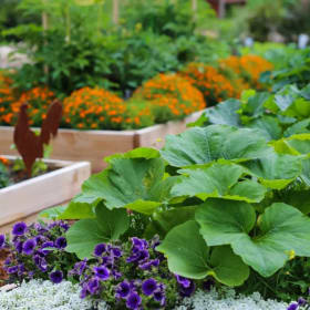 Lettuce Grow with Rita's Roots item