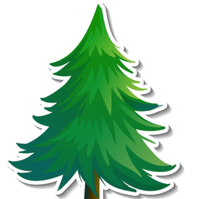 Sapin 5-6 pieds (Qualité Premium) item