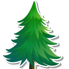 Sapin 5-6 pieds (Qualité #1) item