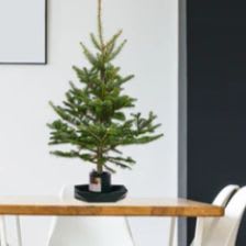 Sapin miniature (3 pieds) item