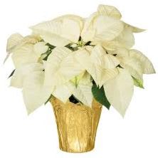 White Poinsettia (6in) item