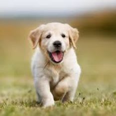 Puppy Fun Basket item