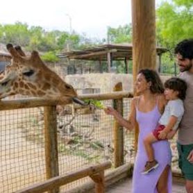 Giraffe Meet & Greet Basket item