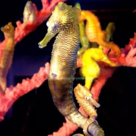Tour for 2 at Ocean Rider Seahorse Farm item