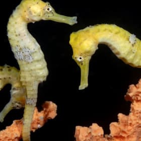 Tour for 2 at Ocean Rider Seahorse Farm item