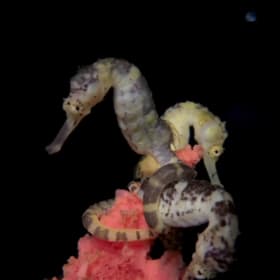 Tour for 2 at Ocean Rider Seahorse Farm item