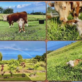 Ohana Experience at Rosie Rainbow Ranch item
