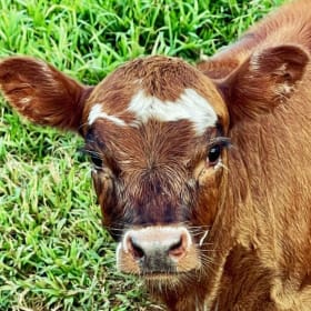 Ohana Experience at Rosie Rainbow Ranch item