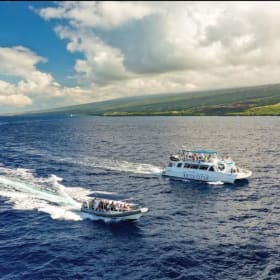 Dolphin Tour for 2 from Body Glove item