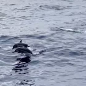 Dolphin Tour for 2 from Body Glove item