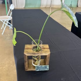 Propagation station & Monstera Thai Constellation cutting item