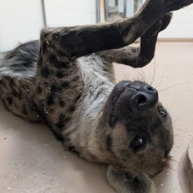 Hyena Footprint item