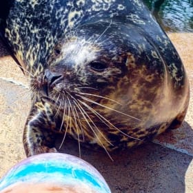 Harbor Seal Nose Print item