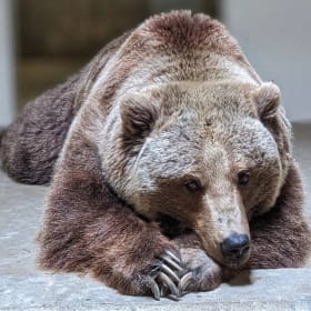 Grizzly Bear Footprint & Nose Print item