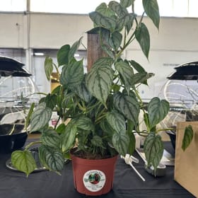 Philodendron Brandtianum item