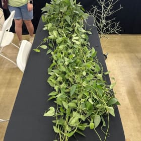 Cebu Blue Pothos item