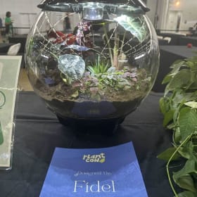 Creative Collective BiOrb : Fidel item