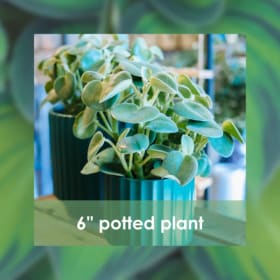 6" Potted Plant item