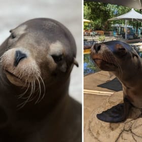 Framed Sea Lion Painting item