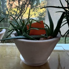 Large Aloe plant # 2 item