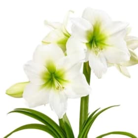 White Amaryllis bulb (6" pot) item
