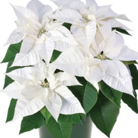 White SMALL Poinsettia (6" pot) item