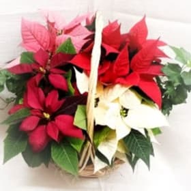 MEDIUM Deluxe Poinsettia Basket item
