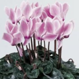 Pink Cyclamen (6" pot) item