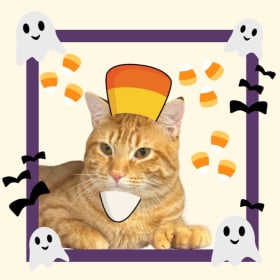 Candy Corn Cat (Sugar) item