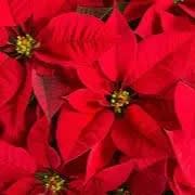 6.5" Poinsettia Plant Voucher item
