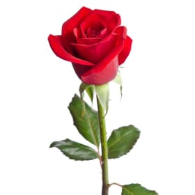 I Will Sponsor a Rose item