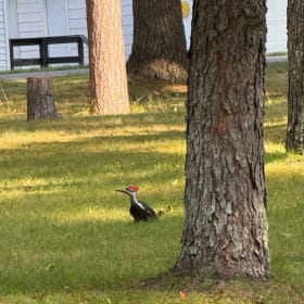 #2. Northern Michigan Cottage, 7 days/6 nights item